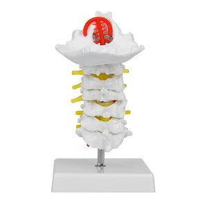 Cervical Vertebrae Model, 1:1 Human Cervical Vertebrae Model, Arteria Spine Spinal Nerves Anatomical Model, for Anatomy Teaching, Chiropractors, Orthopedic Surgery, Medicine Professionals
