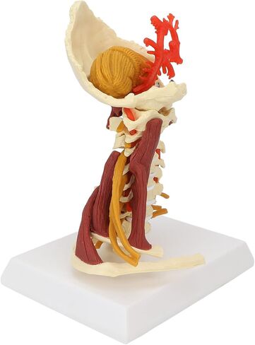 Cervical Spine Model,Removable Human Spinal Nerves Model, for Doctor Patient Communication Science Classroom Study Display Teaching Model in Saudi Arabia