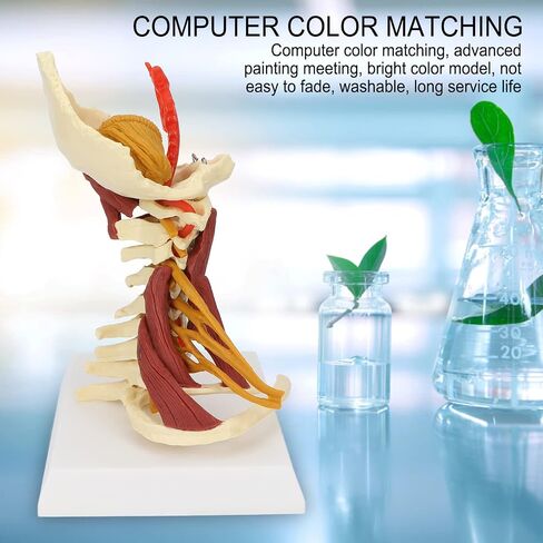 Cervical Spine Model,Removable Human Spinal Nerves Model, for Doctor Patient Communication Science Classroom Study Display Teaching Model in Saudi Arabia