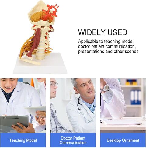Cervical Spine Model,Removable Human Spinal Nerves Model, for Doctor Patient Communication Science Classroom Study Display Teaching Model in Saudi Arabia