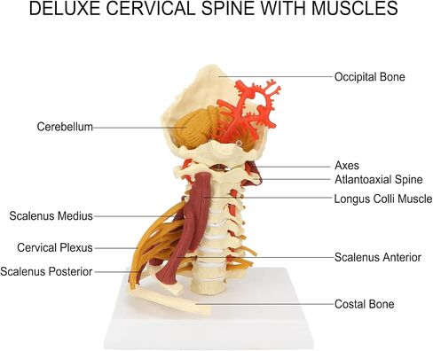 Cervical Spine Model,Removable Human Spinal Nerves Model, for Doctor Patient Communication Science Classroom Study Display Teaching Model in Saudi Arabia