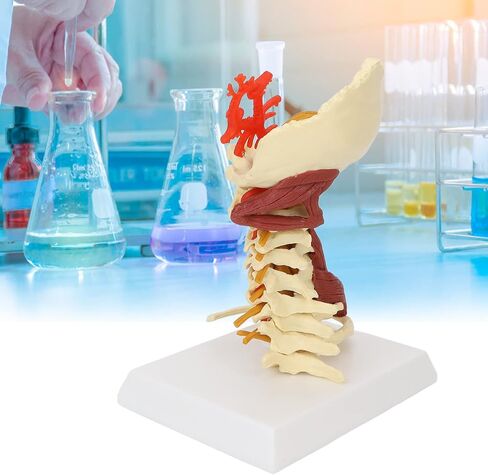 Cervical Spine Model,Removable Human Spinal Nerves Model, for Doctor Patient Communication Science Classroom Study Display Teaching Model in Saudi Arabia