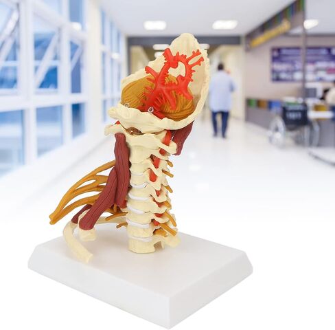 Cervical Spine Model,Removable Human Spinal Nerves Model, for Doctor Patient Communication Science Classroom Study Display Teaching Model in Saudi Arabia