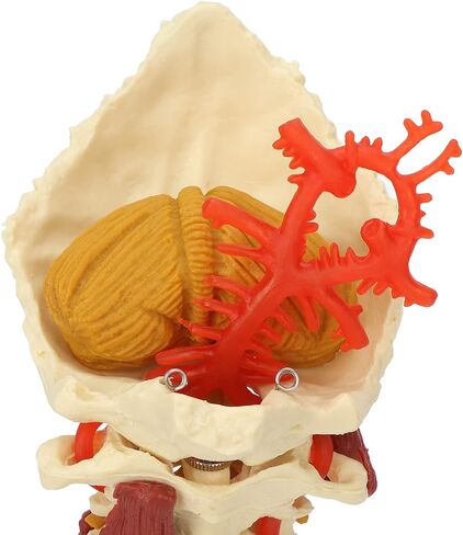 Cervical Spine Model,Removable Human Spinal Nerves Model, for Doctor Patient Communication Science Classroom Study Display Teaching Model in Saudi Arabia