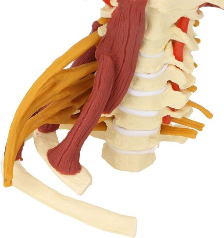 Cervical Spine Model,Removable Human Spinal Nerves Model, for Doctor Patient Communication Science Classroom Study Display Teaching Model in Saudi Arabia