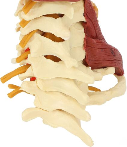 Cervical Spine Model,Removable Human Spinal Nerves Model, for Doctor Patient Communication Science Classroom Study Display Teaching Model in Saudi Arabia