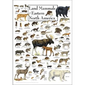 Earth Sky + Water - Land Mammals of Eastern North America - Poster