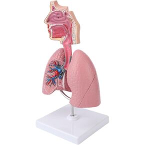 Respiratory System Model with Removable Heart, High Simulation Human Lung Anatomical Display, Teaching Tool for Students Study, Widely Used in Medicine and Biology