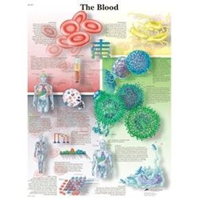 3B Scientific VR1379L Glossy Laminated Paper The Blood Anatomical Chart, Poster Size 20" Width x 26" Height