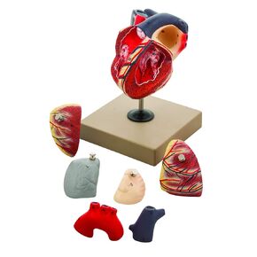 EISCO Human Heart Anatomy Model - Hand Painted, 7 Detachable Parts, Highly Detailed, Life-Size Educational Tool for Students and Educators