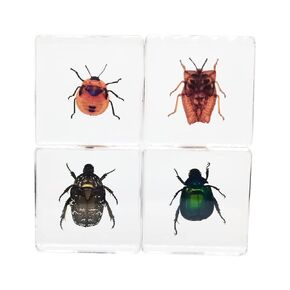 Real Insect Specimens Sets, Hornet, Green Chafer, Spotted Lanternfly, Golden Cicada in Resin Paperweight Crafts, Animal Taxidermy Collection for Science Education & Desk Ornament (Sets 04)