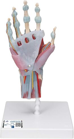 3B Scientific M33/1 هيكل عظمي لليد مع أربطة وعضلات - 3B Smart Anatomy in Saudi Arabia