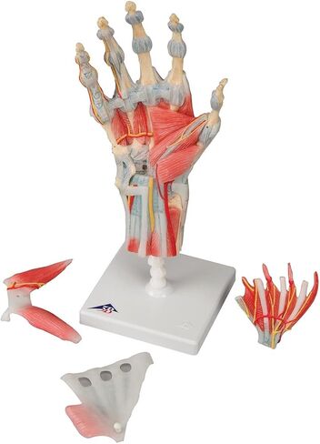 3B Scientific M33/1 هيكل عظمي لليد مع أربطة وعضلات - 3B Smart Anatomy in Saudi Arabia