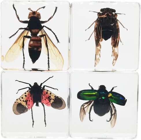 Real Insect Specimens Sets, Hornet, Green Chafer, Spotted Lanternfly, Golden Cicada in Resin Paperweight Crafts, Animal Taxidermy Collection for Science Education & Desk Ornament (Sets 04) in Saudi Arabia
