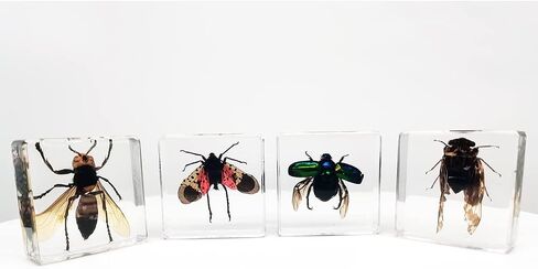 Real Insect Specimens Sets, Hornet, Green Chafer, Spotted Lanternfly, Golden Cicada in Resin Paperweight Crafts, Animal Taxidermy Collection for Science Education & Desk Ornament (Sets 04) in Saudi Arabia