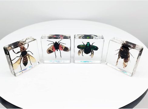 Real Insect Specimens Sets, Hornet, Green Chafer, Spotted Lanternfly, Golden Cicada in Resin Paperweight Crafts, Animal Taxidermy Collection for Science Education & Desk Ornament (Sets 04) in Saudi Arabia