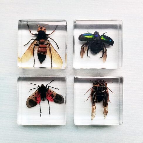 Real Insect Specimens Sets, Hornet, Green Chafer, Spotted Lanternfly, Golden Cicada in Resin Paperweight Crafts, Animal Taxidermy Collection for Science Education & Desk Ornament (Sets 04) in Saudi Arabia