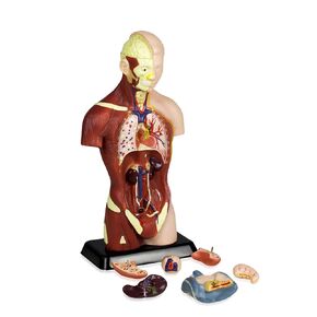 Parco Scientific PB00002 Sexless Human Torso | 7 Removable Parts | Displays Respiratory, Circulatory, Digestive, Nervous, Urinary System, and Musculature | Instruction Manual Included