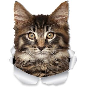 Winston & Bear Reaching Maine Coon Cat Wall Decals - 2 Pack - Grey White Maine Coon Cat Toilet Sticker - 3D Cat Car Window and Bumper Sticker - Retail Packaged Cat Lover Gifts