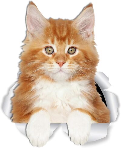 ملصقات حائط للقطط Winston & Bear Reaching Maine Coon - عبوتان - ملصق مرحاض للقطط باللون الرمادي والأبيض - ملصق ثلاثي الأبعاد لنافذة السيارة وممتص الصدمات - هدايا لمحبي القطط المعبأة للبيع بالتجزئة in Saudi Arabia