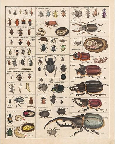 Meishe Art Vintage Poster Print Insects Collection Species Identification Reference Chart Entomology Diagram Classroom Club Wall Decor in Saudi Arabia