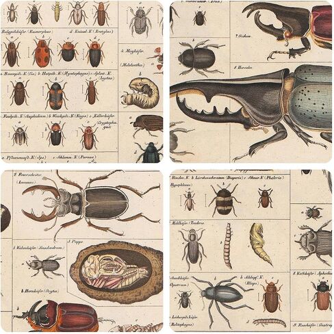 Meishe Art Vintage Poster Print Insects Collection Species Identification Reference Chart Entomology Diagram Classroom Club Wall Decor in Saudi Arabia