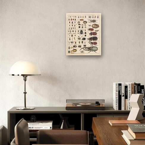 Meishe Art Vintage Poster Print Insects Collection Species Identification Reference Chart Entomology Diagram Classroom Club Wall Decor in Saudi Arabia