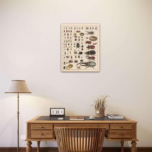 Meishe Art Vintage Poster Print Insects Collection Species Identification Reference Chart Entomology Diagram Classroom Club Wall Decor in Saudi Arabia