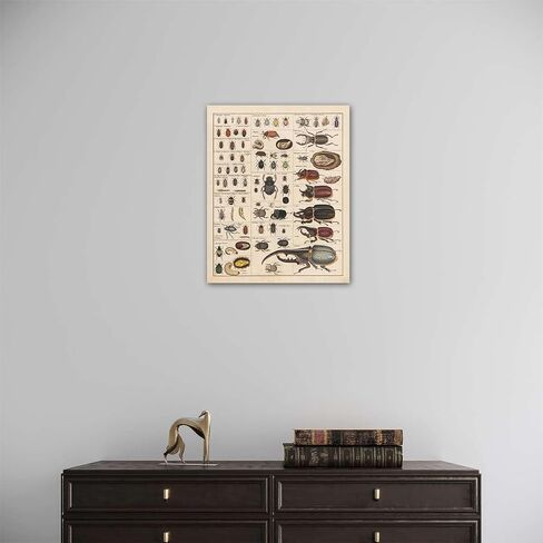 Meishe Art Vintage Poster Print Insects Collection Species Identification Reference Chart Entomology Diagram Classroom Club Wall Decor in Saudi Arabia