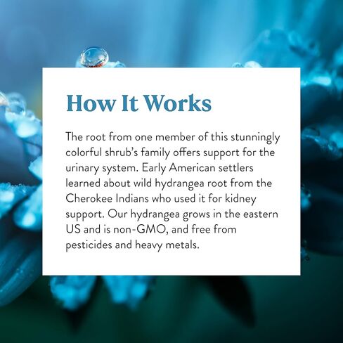 Nature's Sunshine Hydrangea، 100 كبسولة، 650 مجم من جذور الكوبية النقية تدعم الجهاز البولي والكلى بصفاتها المذيبة الطبيعية in Kuwait