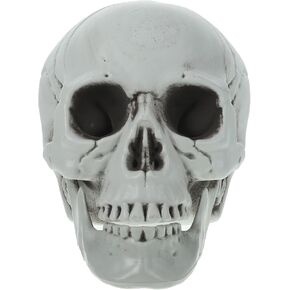 MAGICLULU 1Pcs Table Top Skeleton Head Skull Head Model Simulation Skeleton Head Life Size Skeleton Skull for Halloween Decor
