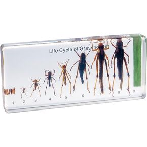 Life Cycle of Common Insect Specimen, Resin Collection Science Toys for Kids Aged 3-12 (Butterfly)