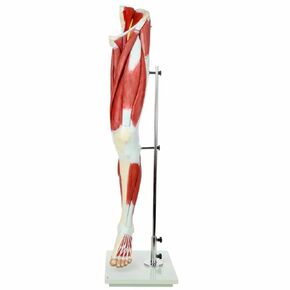 Wellden Deluxe Medical Anatomical Muscular Leg Model, 13 Parts, Life Size