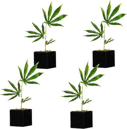 Replica Cannabis Plant, Fake Weed Plant for Desk, Funny 420 Accessories and Fake Cannabis Plant for Home Decor, Marijuana Plant, Black Pot: Height: 15 inches Pot Size: 3.7 x 3.9 Weight: 1lb in Saudi Arabia