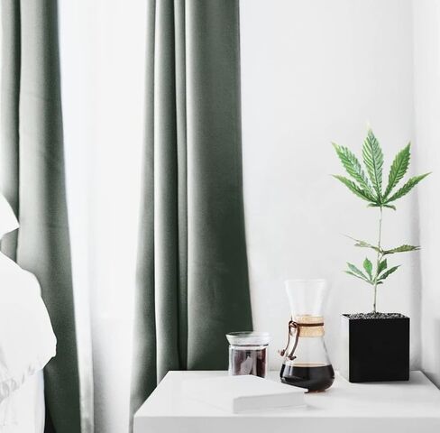 Replica Cannabis Plant, Fake Weed Plant for Desk, Funny 420 Accessories and Fake Cannabis Plant for Home Decor, Marijuana Plant, Black Pot: Height: 15 inches Pot Size: 3.7 x 3.9 Weight: 1lb in Saudi Arabia