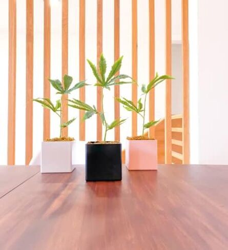 Replica Cannabis Plant, Fake Weed Plant for Desk, Funny 420 Accessories and Fake Cannabis Plant for Home Decor, Marijuana Plant, Black Pot: Height: 15 inches Pot Size: 3.7 x 3.9 Weight: 1lb in Saudi Arabia