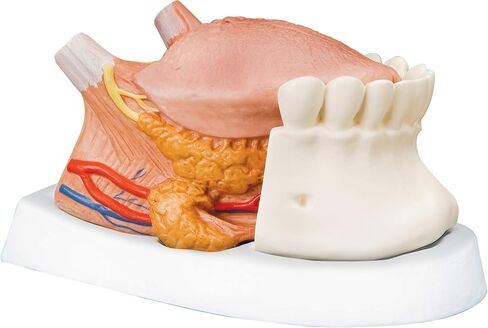 3B Scientific 1002502 Tongue Anatomy Model, 2.5 x Life Size, 4 Part in Saudi Arabia
