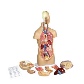 Vision Scientific VAT106 12 Parts Sexless Human Torso | Showing Section of Brain, Neck Dissected Exposes Muscular Neural, Vascular and Glandular Structure | Reveal Major Body Systems | W Manual
