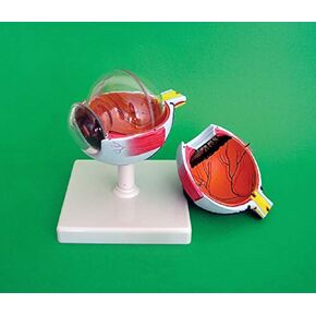 Human Eye Anatomical Model - Dissectible into 6 Parts