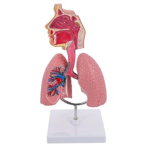 TEHAUX 1pc Model Toy for Kids Kids Playset Tools for Kids Animal Toys Lung Model for Teaching Lab Lungs Model The Mannequin Human 3D Assembled Suite PVC