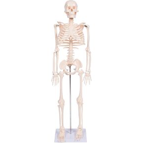 Trademark Scientific 34" Human Skeleton Model Half Size with Movable & Removable Parts