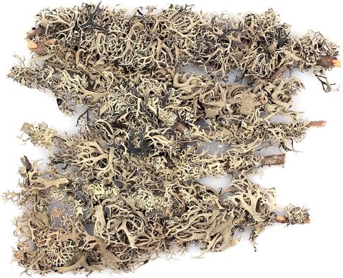 SuperMoss (23533) Lichen Parmelia (Branched), Yellow, 4oz in Saudi Arabia