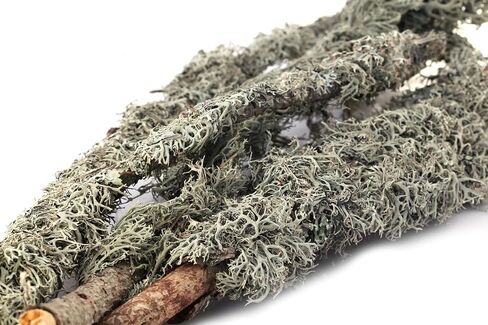 SuperMoss (23533) Lichen Parmelia (Branched), Yellow, 4oz in Saudi Arabia