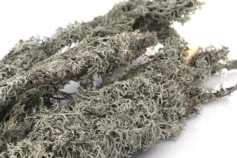 SuperMoss (23533) Lichen Parmelia (Branched), Yellow, 4oz in Saudi Arabia