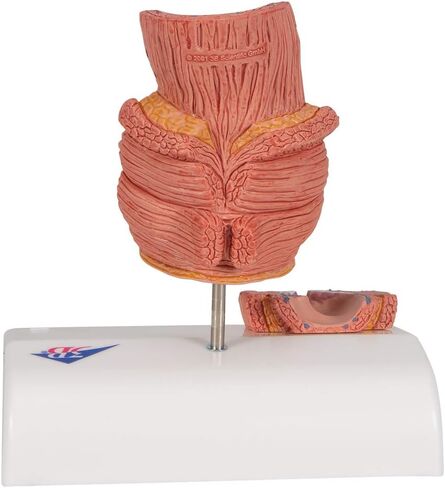 3B Scientific K27 Hemorrhoid Model - 3B Smart Anatomy in Kuwait