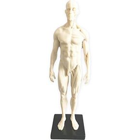 11 Inch Male Human Anatomy Model of Art Anatomy Figure(White)