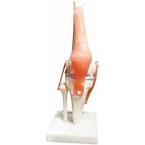 BoNew Life Size Knee Joint Anatomical Model Skeleton - Human Medical Anatomy
