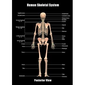 Taanfu Body Educational Learning Anatomy Posters ，Skeletal System Art Skeletal Villi Anatomy Art Poster Digestive System Organs Illustration Small Intestine Physiology Anatomy Wall Art Villi