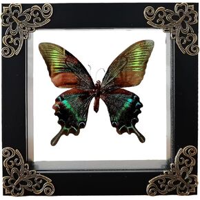 Transparent Specimen Display Frame for Butterflies - Premium Quality Insect Mounting Frame