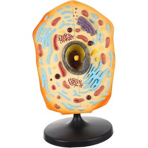 VICASKY Biology Teaching Animal Cell Anatomy Model Equipment Show Animal Cell Model Educational Science Kit for Biology Cell Anatomy and Science Projects